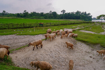 Obraz premium A flock of sheep are returning home at the evening from field after having their food.