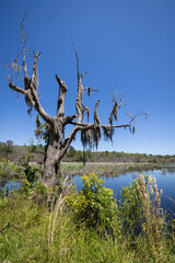 A dead tree hung with Spanish Moss at the Donnelly Waterfowl Management Area near Beaufort, South Carolina.