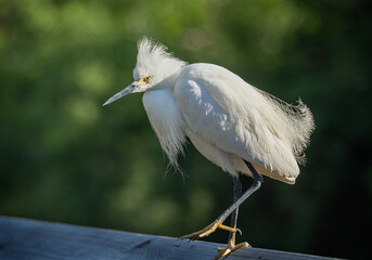 Snowy Egret at the Cypress Wetlands, Beaufort, South Carolina.