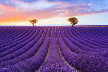 Lavender field, summer sunset landscape near Valensole. Provence, France.