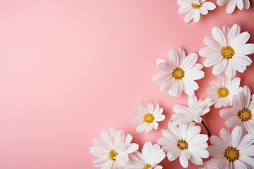 creative summer lay lifestyle copy daisy styled spring minimal pink view space concept chamomile pale fl flowers white background top concept