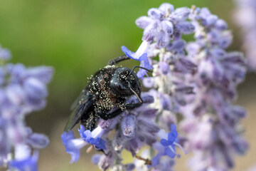 Xylocopa violacea, Violet carpenter bee with pollen on a purple flower