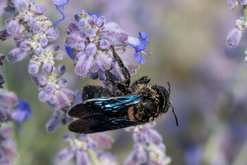 Xylocopa violacea, Violet carpenter bee with pollen on a purple flower