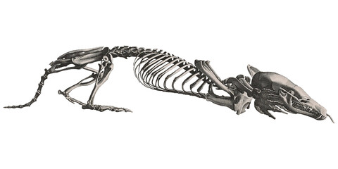 Mole Skeleton Animal Anatomy Vintage Scientific Illustration Skull And Bones