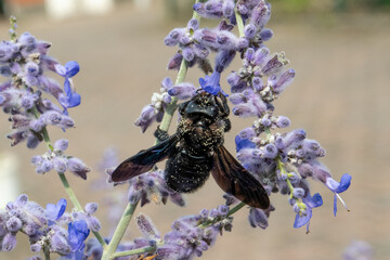 Xylocopa violacea, Violet carpenter bee with pollen on a purple flower