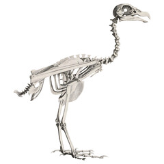 Vulture Skeleton Animal Anatomy Scientific Illustration Skull And Bones