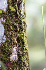 moss on tree