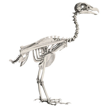Vulture Skeleton Animal Anatomy Scientific Illustration Skull And Bones