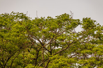 Árvore na cidade de Holambra, Estado de São Paulo, Brasil