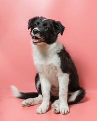 Little puppy looking up and smiling. Border collie pup on colorful background