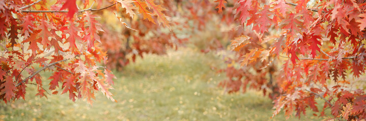 Autumn background. Red oak leaves, beautiful park in autumn.