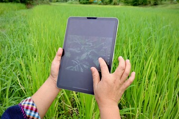 Use an smart phone to help explore the rice fields.