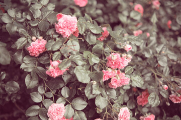 Rose bush branches in the garden. Blooming small pink roses.