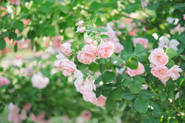 Bushes of blooming light pink roses in the garden.