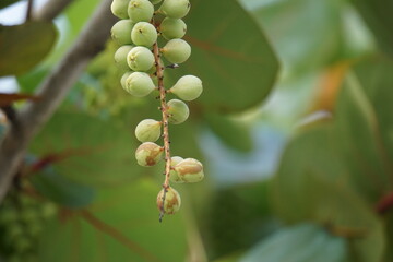 Coccoloba uvifera (seagrape, baygrape, Sea Grape, Jamaican Kino, Platter Leaf). This plant is an ornamental plant and serves as a dune stabilizer and protective habitat for small animal