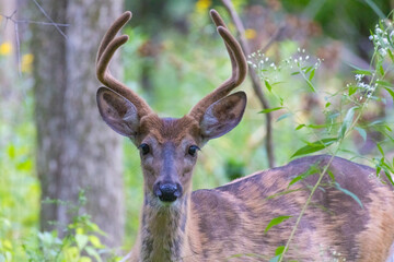 Male white-tailed deer (Odocoileus virginianus) in summer