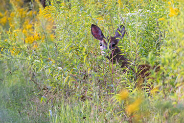 Female white-tailed deer in summer