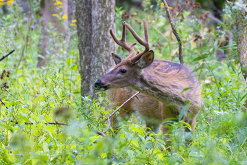 Male white-tailed deer (Odocoileus virginianus) in summer