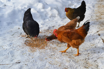 Hens and rooster in yard