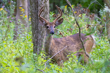 Male white-tailed deer (Odocoileus virginianus) in summer