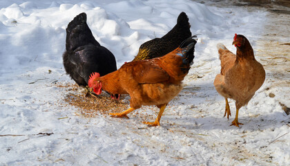 Hens and rooster in yard