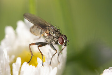 Macro shot of tachinid fly