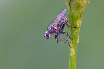 Macro shot of tachinid fly