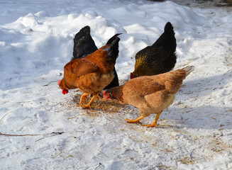 Hens and rooster in yard