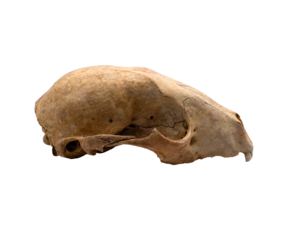 Side view of a rabbit skull on a transparent background 