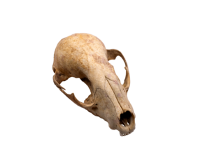 Shull of a rabbit on a transparent background 