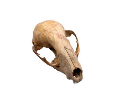 Shull of a rabbit on a transparent background 