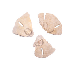 broken sand dollar on a transparent background 