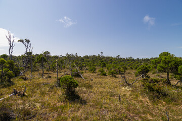 boardwalk in the forest