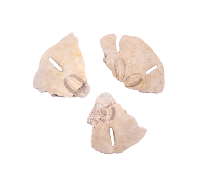 broken sand dollar on a transparent background 