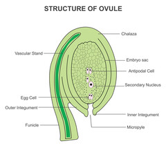 Structure of ovule.The ovule in a plant consists of integuments surrounding the embryo sac, which contains the egg cell. - obrazy, fototapety, plakaty