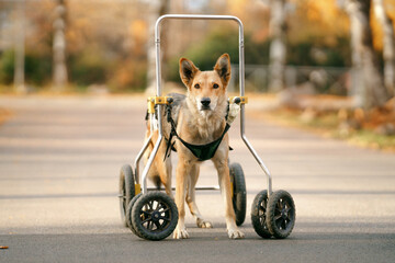 dog in a wheelchair. Disabled Pet in autumn in nature
