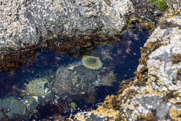 tidepool