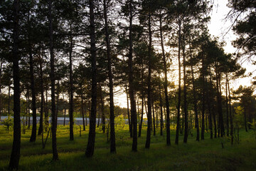 Fototapeta premium Beautiful sunset through the fir trees.
