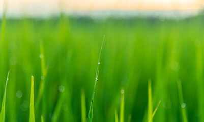 Mist in the warm light on the grass at sunrise.Dew drops on green fine grass closeup early in the morning at sunrise with soft golden light.