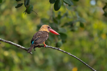 Brown winged kingfisher on a branch