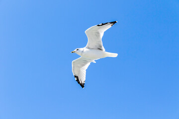 seagull in flight in the sky
