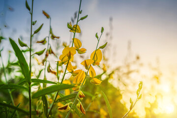 Beautiful landscape yellow Sunn Hemp flowers field with dramatic sunset sky background in...