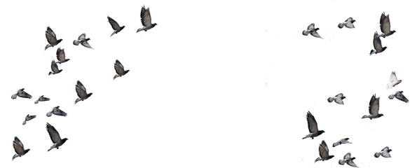 flying birds formation of pigeons many  isolated for backgound - obrazy, fototapety, plakaty