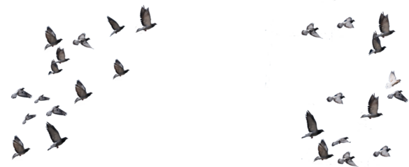 flying birds formation of pigeons many  isolated for backgound