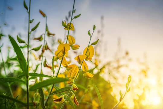 Beautiful landscape yellow Sunn Hemp flowers field with dramatic sunset sky background in Phitsanulok, Thailand.