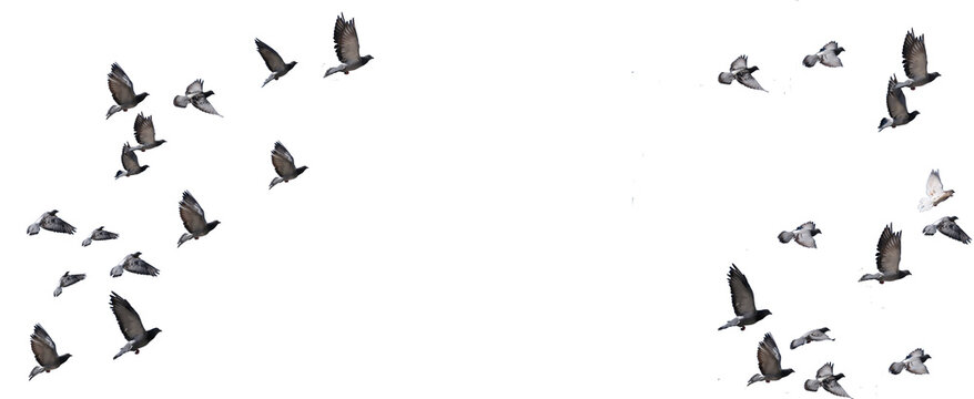 flying birds formation of pigeons many  isolated for backgound