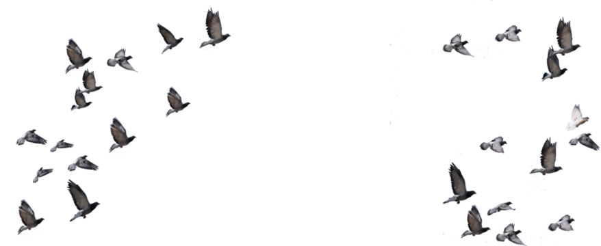 flying birds formation of pigeons many  isolated for backgound