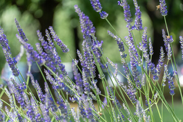 Violet fragrant lavender blooming close up. Growing flowers lavandula angustifolia using as perfume ingredient and alternative medicine. Lavender oil has nature antiseptic and bactericidal properties.