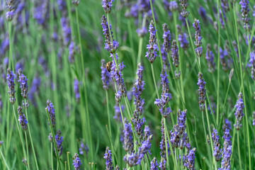 Violet fragrant lavender blooming close up. Growing flowers lavandula angustifolia using as perfume ingredient and alternative medicine. Lavender oil has nature antiseptic and bactericidal properties.