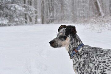 cattledog in the snow